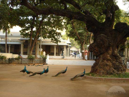 Ramana-Maharshi-Ashram